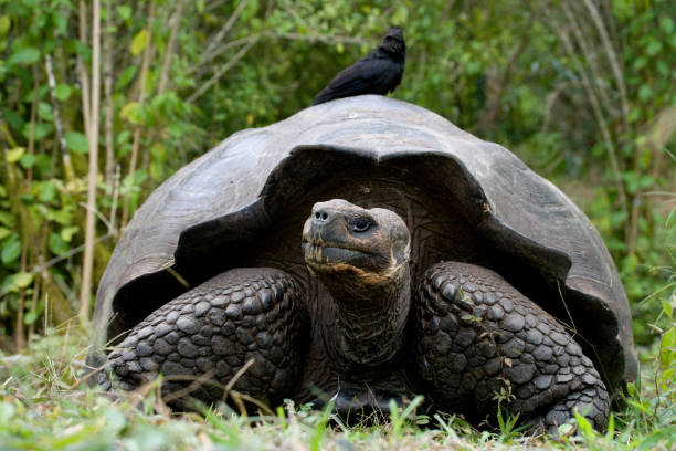 istock The giant turtle in the grass. 676382002