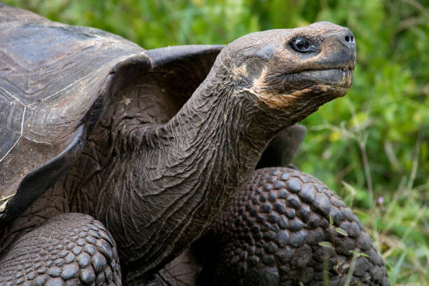 istock Portrait of giant tortoises. 676382006