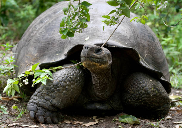 istock The giant turtle in the grass. 676383448