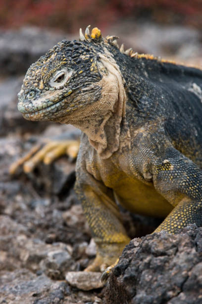 istock The land iguana sitting on the rocks. 676383866