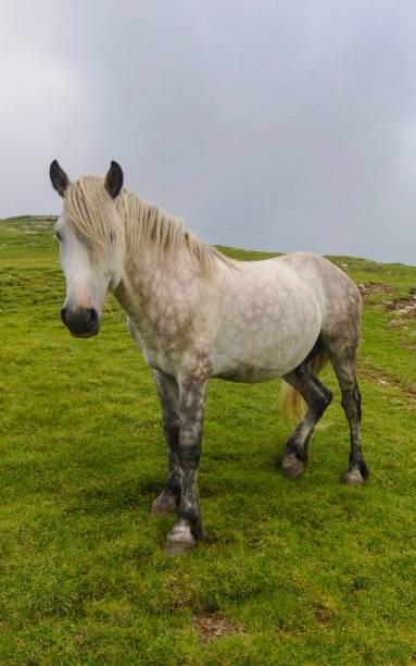 istock Wild horse portrait 676386820