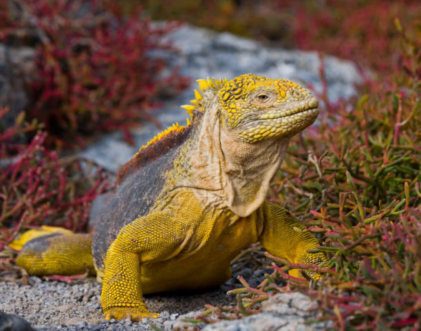 istock The land iguana sitting on the rocks. 676391898