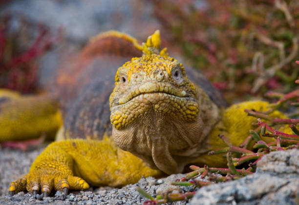 istock The land iguana sitting on the rocks. 676391982