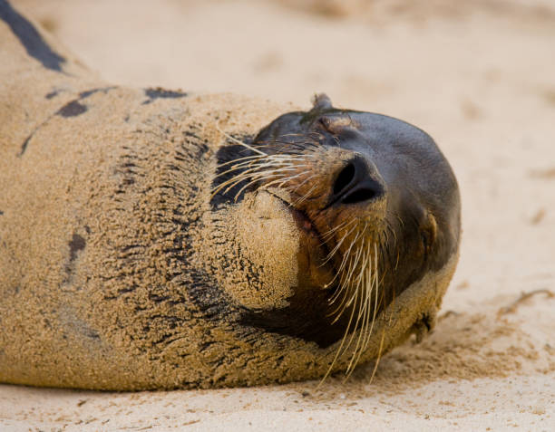 istock Portrait of a sea lion. 676392352