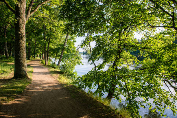 istock summer forest trees. nature green wood sunlight backgrounds 676392984