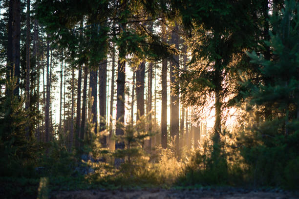 istock summer forest trees. nature green wood sunlight backgrounds 676393096