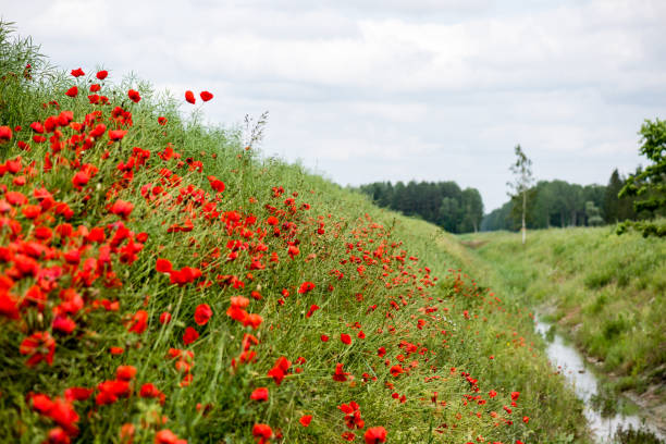 istock red poppy flowers and blossoms in spring 676393236