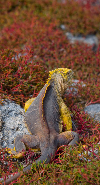 istock The land iguana sitting on the rocks. 676393268