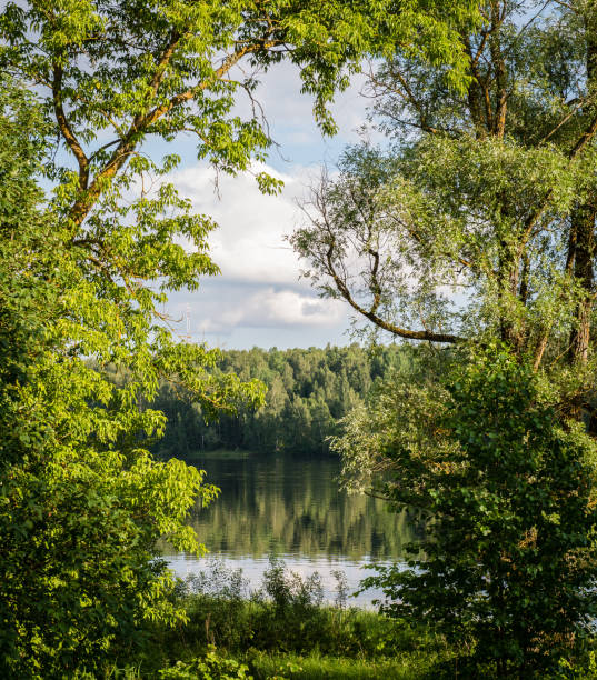 istock summer forest trees. nature green wood sunlight backgrounds 676393676