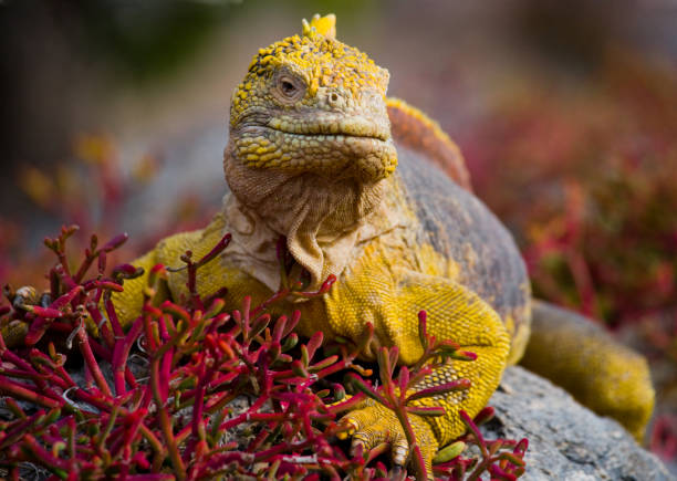 istock The land iguana sitting on the rocks. 676394086