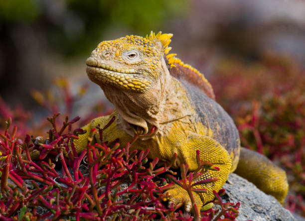 istock The land iguana sitting on the rocks. 676394090