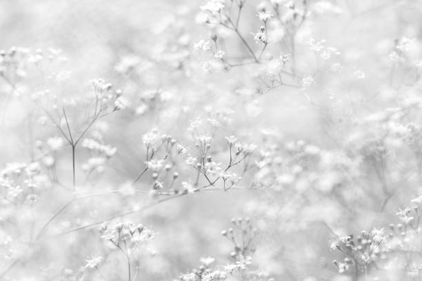 istock Gypsophila paniculata. Small white flowers. 676394378