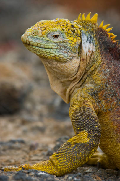 istock The land iguana sitting on the rocks. 676407232