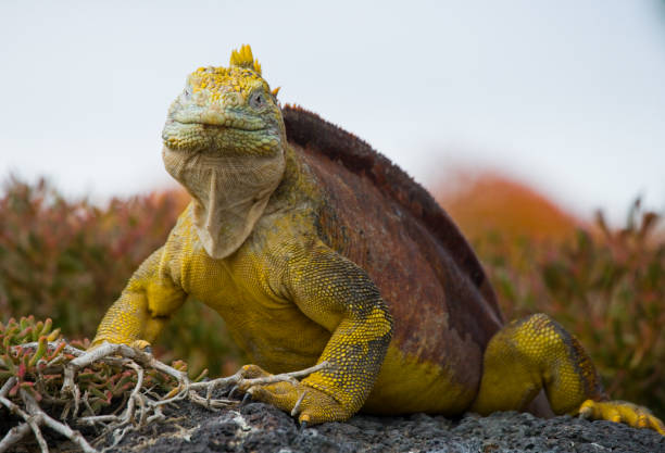 istock The land iguana sitting on the rocks. 676407520