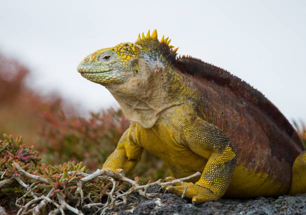 istock The land iguana sitting on the rocks. 676407570