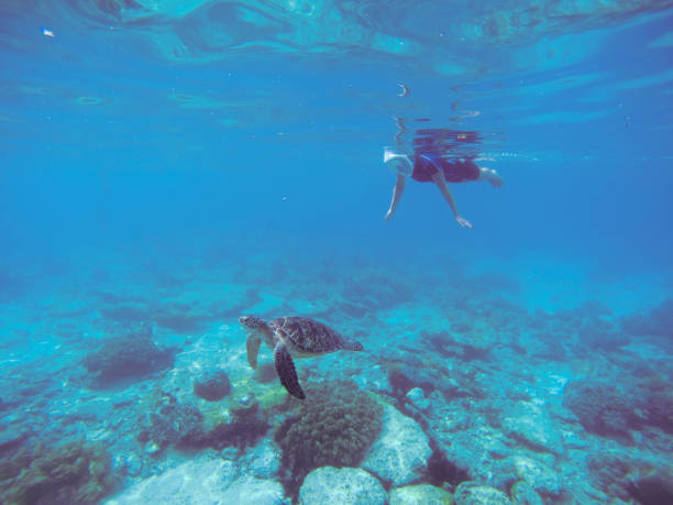 istock Snorkel with sea turtle. 676408862