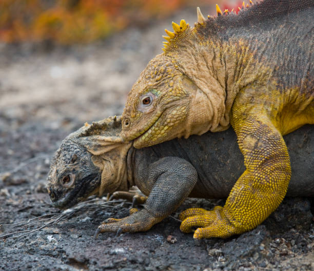 istock Two land iguanas are fighting with each other. 676411022