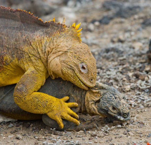 istock Two land iguanas are fighting with each other. 676414662