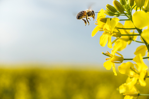 Working bee closeup flying on yellow canola field