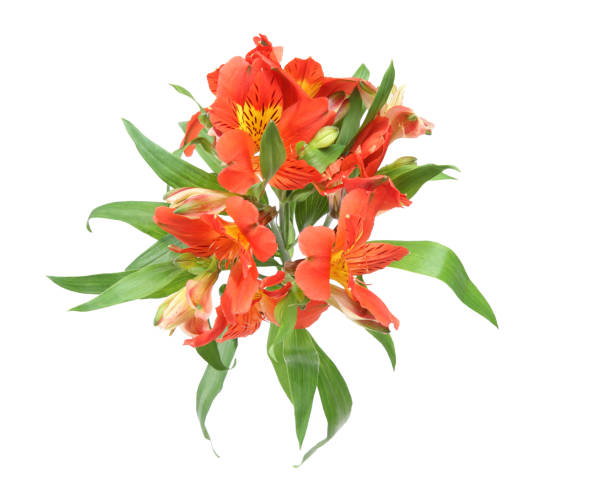 istock Bouquet of alstroemeria 676421192