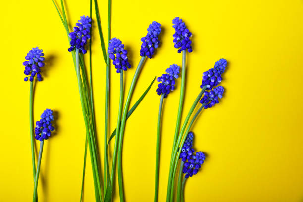 istock Yellow background with blue flowers 676422422