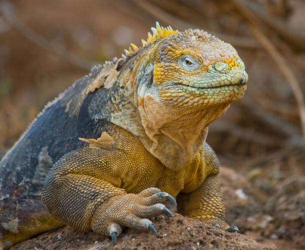 istock The land iguana sitting on the rocks. 676422522