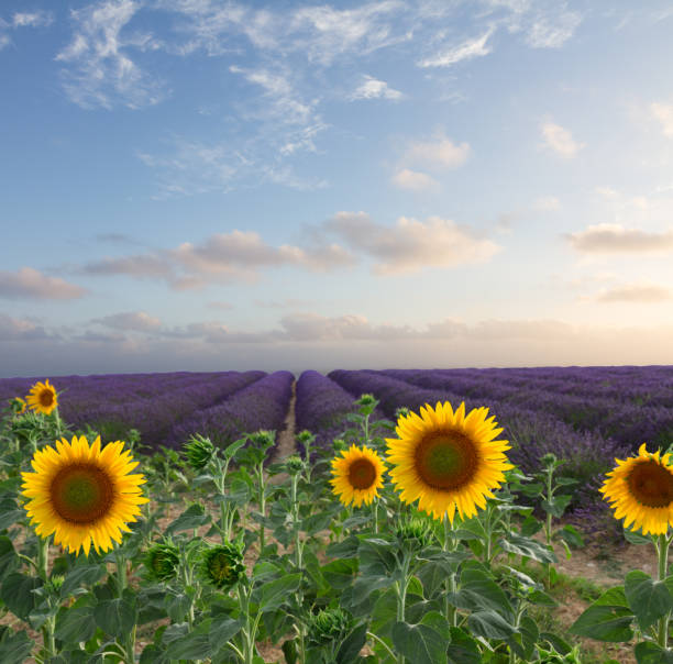 istock Sunflower and Lavender field 676434532