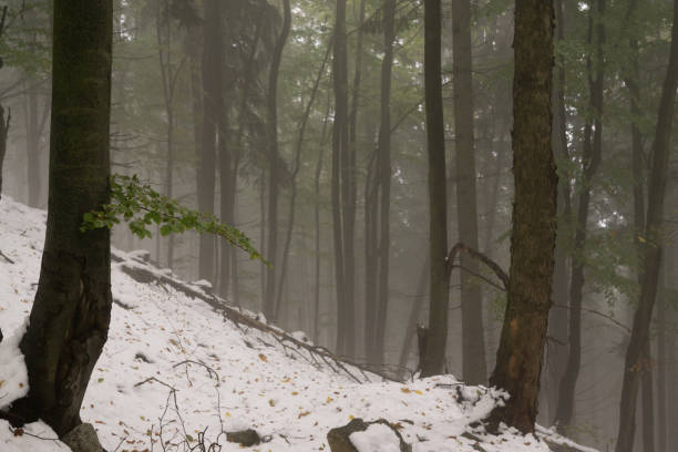 istock Misty woods under the snow in winter. 676438644