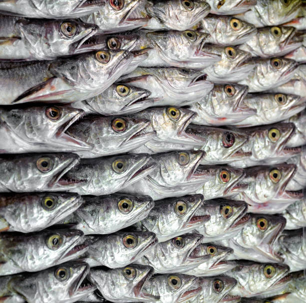 Seafood fish market