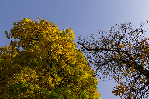 Colorful autumn leaves in nature. Slovakia