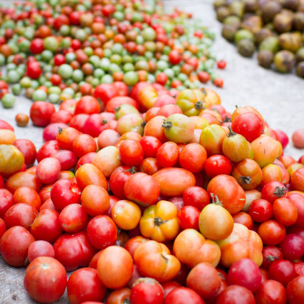 istock Fresh tomatoes on the market 676449904