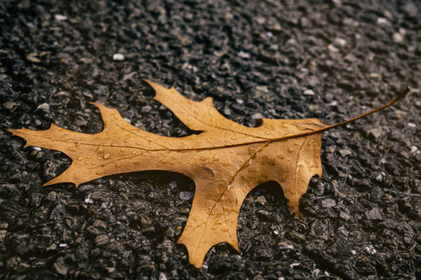 istock Fallen leaf on the road during rain with droplets. 676456774