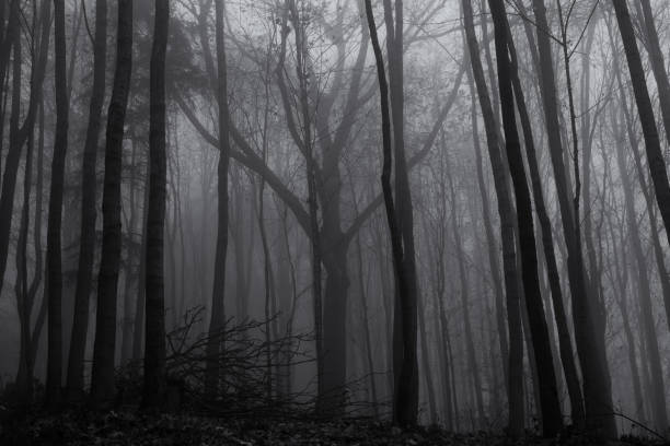 istock Misty woods with thick fog and trees silhouettes. 676458146