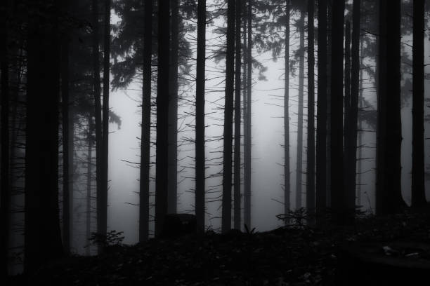 istock Misty woods with thick fog and trees silhouettes. 676459390