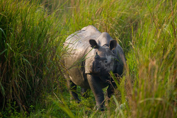 istock Wild Great one-horned rhinoceros is standing on the grass. 676461680
