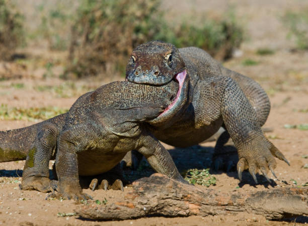 istock Komodo Dragons are fighting each other. 676462378