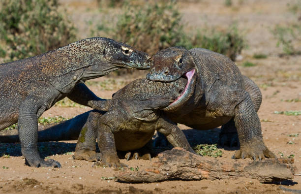 istock Komodo Dragons are fighting each other. 676462416