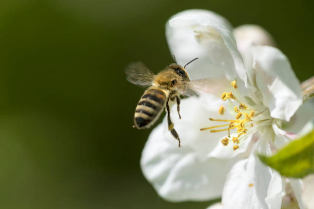 abeja melífera volando hacia la flor de manzano - bee apple tree flower single flower fotografías e imágenes de stock