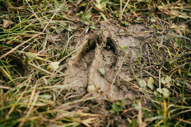 huella de ciervo en el barro. - sand footprint track following fotografías e imágenes de stock