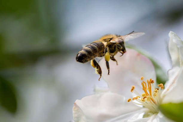 istock Honey Bee flying towards apple blossom 676470870