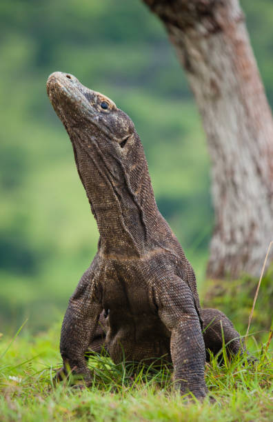istock Komodo dragon is on the ground. 676471486