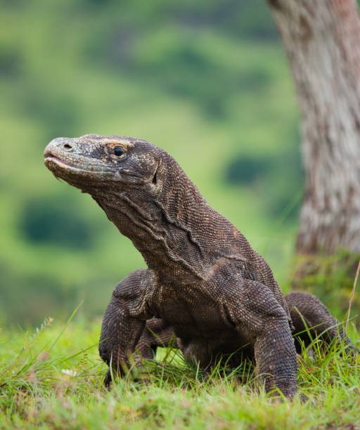 istock Komodo dragon is on the ground. 676471504