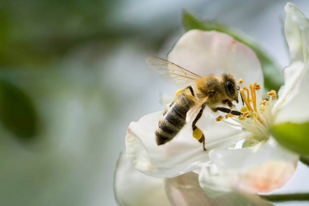 abeja de miel en la flor de la rama de manzano - bee apple tree flower single flower fotografías e imágenes de stock