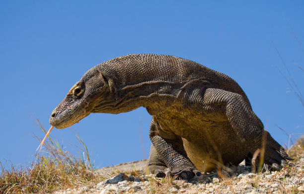istock Komodo dragon is on the ground. 676487144