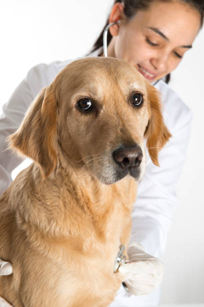 istock Veterinarian Examining a Dog 676487836