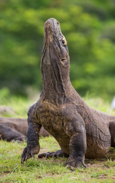 istock Komodo dragon is on the ground. 676489500