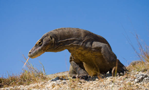 istock Komodo dragon is on the ground. 676490506