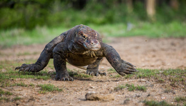 istock Komodo dragon is on the ground. 676490554