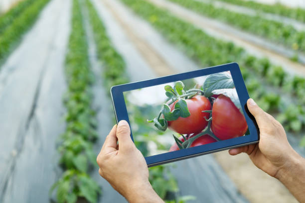istock Farmer using tablet computer in greenhouse. Ripe natural tomatoes growing. 676495100