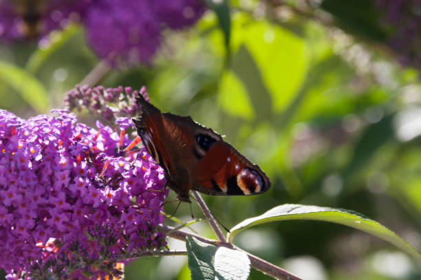 istock butterfly in summer on butterfly bush 676495162